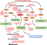 Frontiers | Ultraviolet Radiation and Melanomagenesis: From Mechanism ...