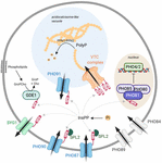 Frontiers | Phosphate Homeostasis − A Vital Metabolic Equilibrium ...