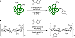 Frontiers | Design And Synthesis Of Chitosan—Gelatin Hybrid Hydrogels ...