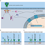 Frontiers | Structural Understanding Of Interleukin 6 Family Cytokine ...