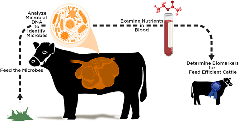 图1——想办法通过微生物识别feed-efficient牛。