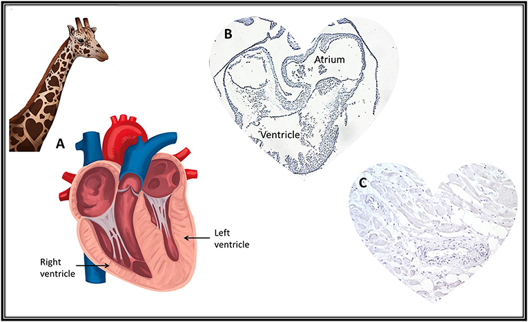 图2 -心脏有不同的适应，以最适合每种动物。