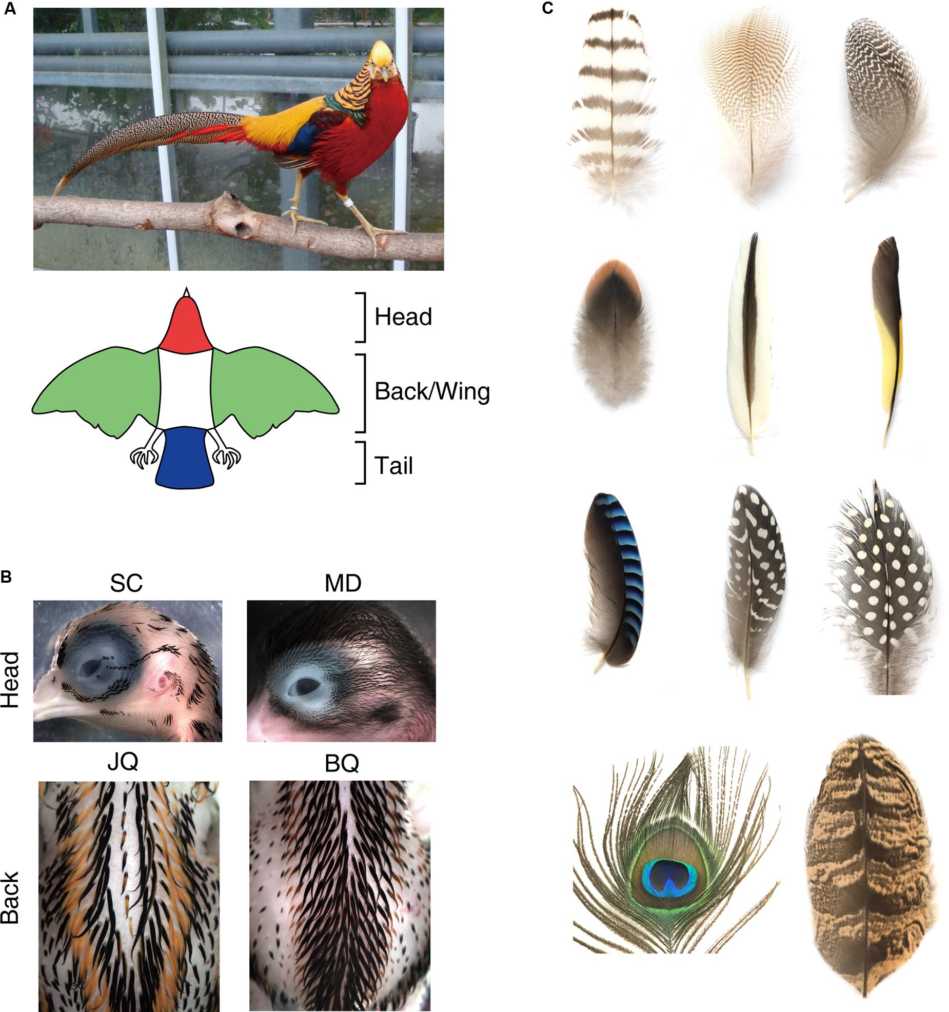 Frontiers  Avian Pigment Pattern Formation: Developmental Control of  Macro- (Across the Body) and Micro- (Within a Feather) Level of Pigment  Patterns