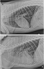 Frontiers | Obstructive Tracheal Necrosis in a Dog Secondary to Smoke ...