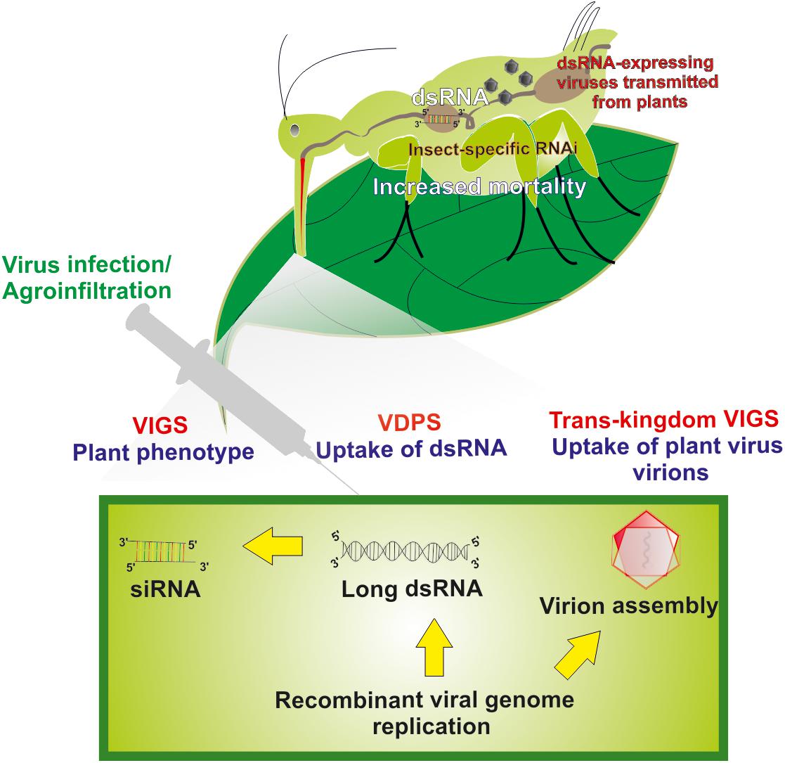 Frontiers The Use Of Engineered Plant Viruses In A Trans Kingdom Silencing Strategy Against Their Insect Vectors Plant Science