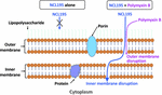 Frontiers | In vitro Activity of Robenidine Analog NCL195 in ...