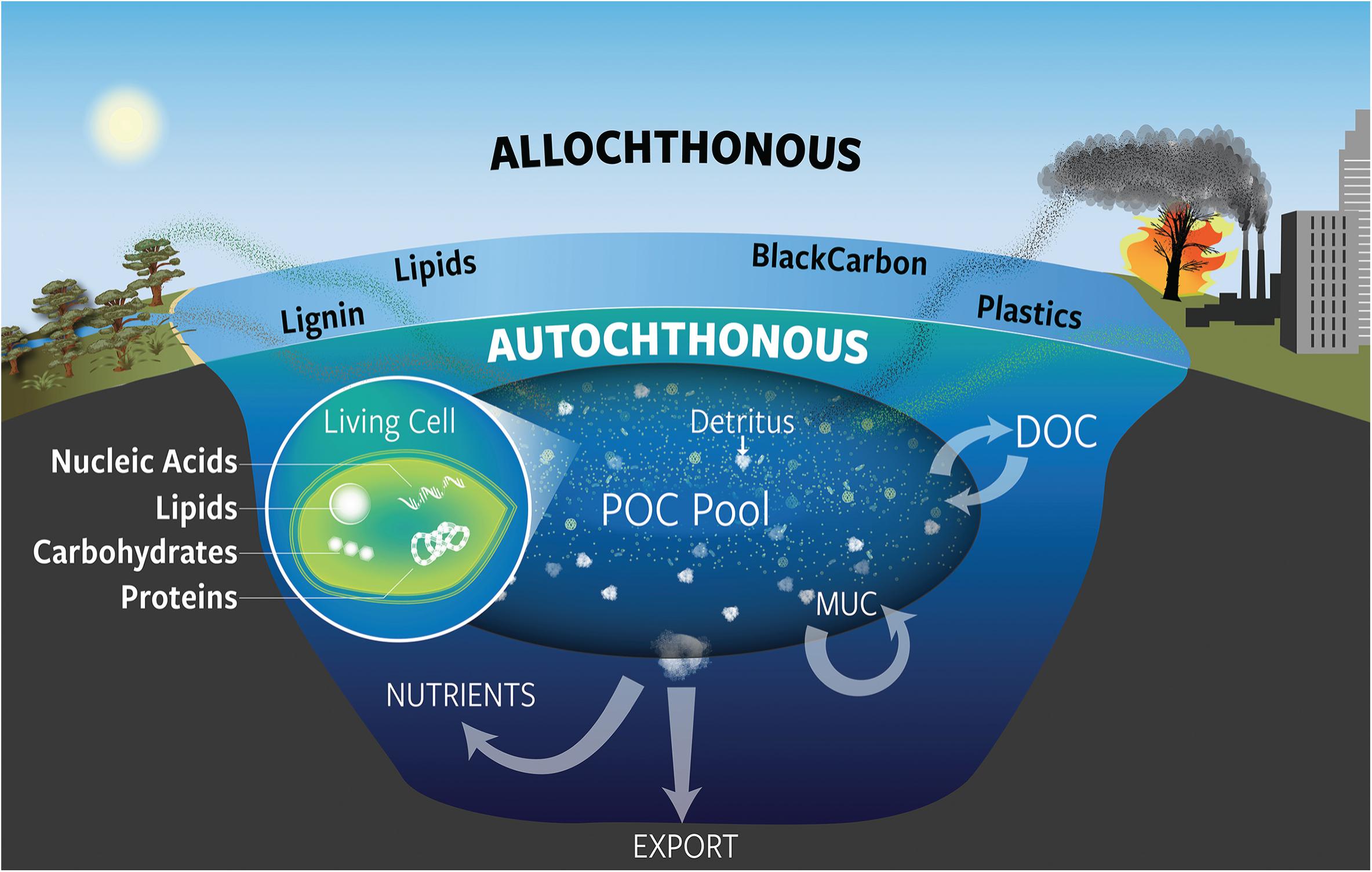 Frontiers  Particulate Organic Carbon Deconstructed: Molecular