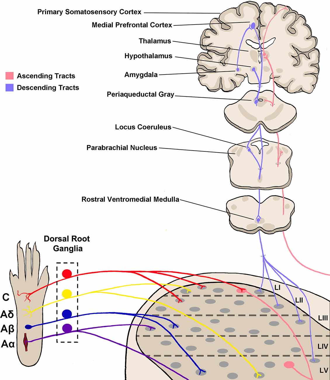 tracts neuroanatomy made ridiculously simple