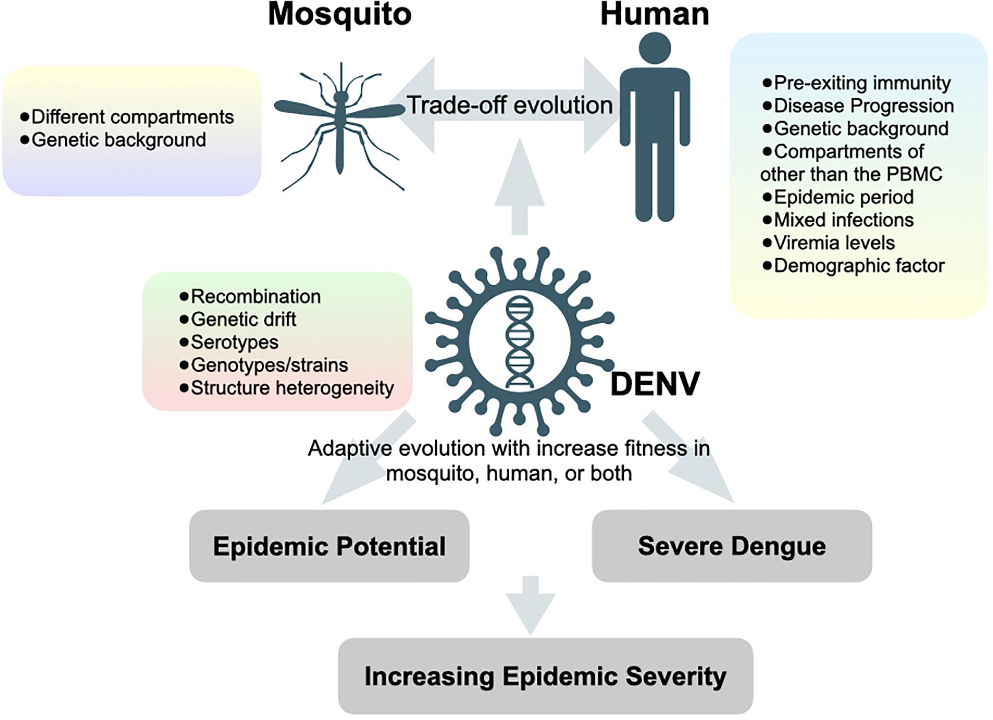 research paper about dengue virus