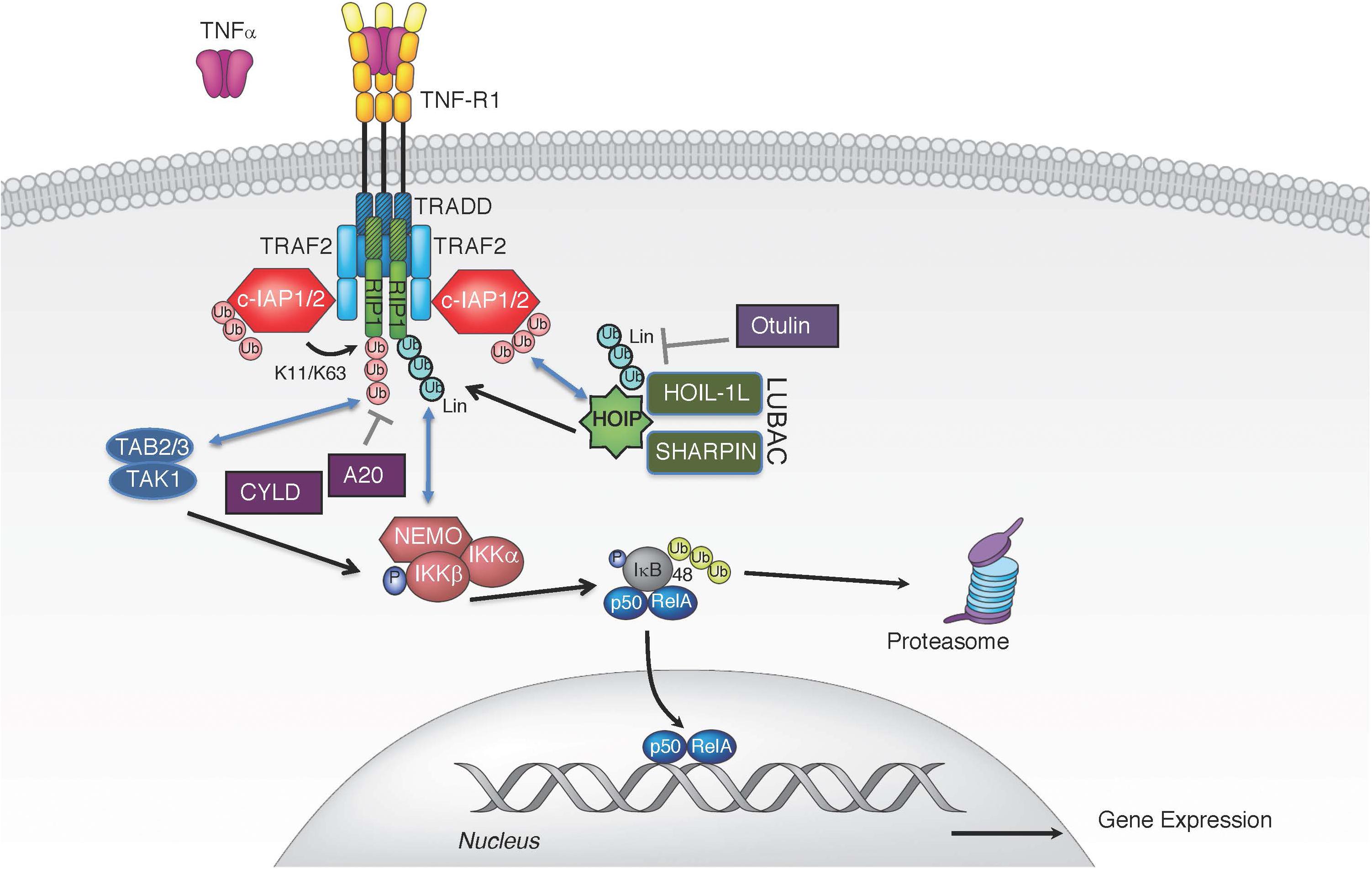 Frontiers The Balance of TNF Mediated Pathways Regulates Inflammatory