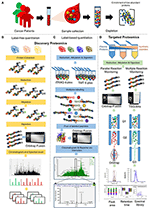 Frontiers | An Integrated Quantitative Proteomics Workflow For Cancer ...