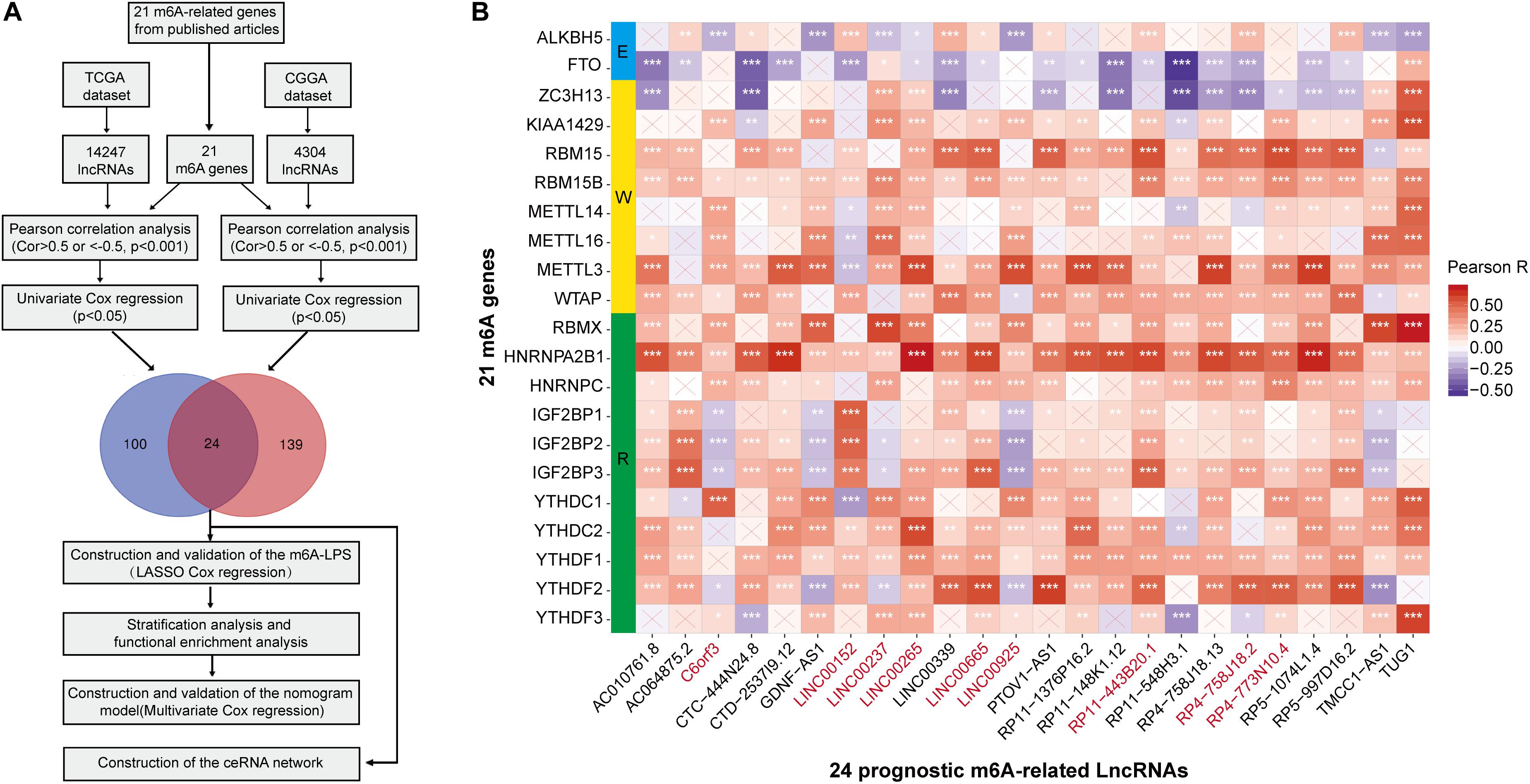 Frontiers N6 Methylandenosine Related Lncrnas Are Potential Biomarkers For Predicting The Overall Survival Of Lower Grade Glioma Patients Cell And Developmental Biology