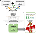 Frontiers | Genome Editing Technologies For Rice Improvement: Progress ...