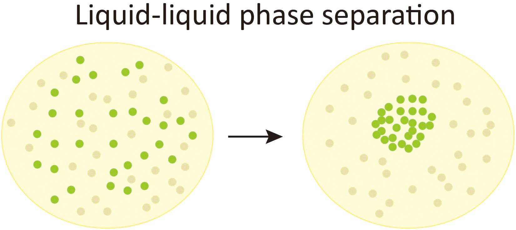 Liquid–liquid phase separation in tumor biology