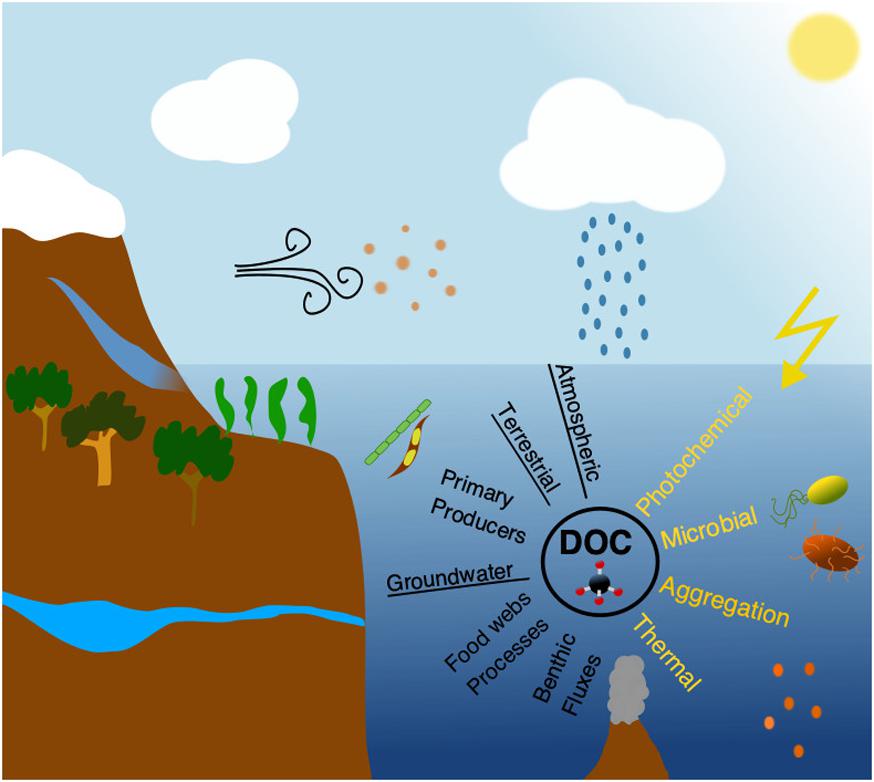 Frontiers Impacts Of Global Change On Ocean Dissolved Organic Carbon Doc Cycling Marine Science