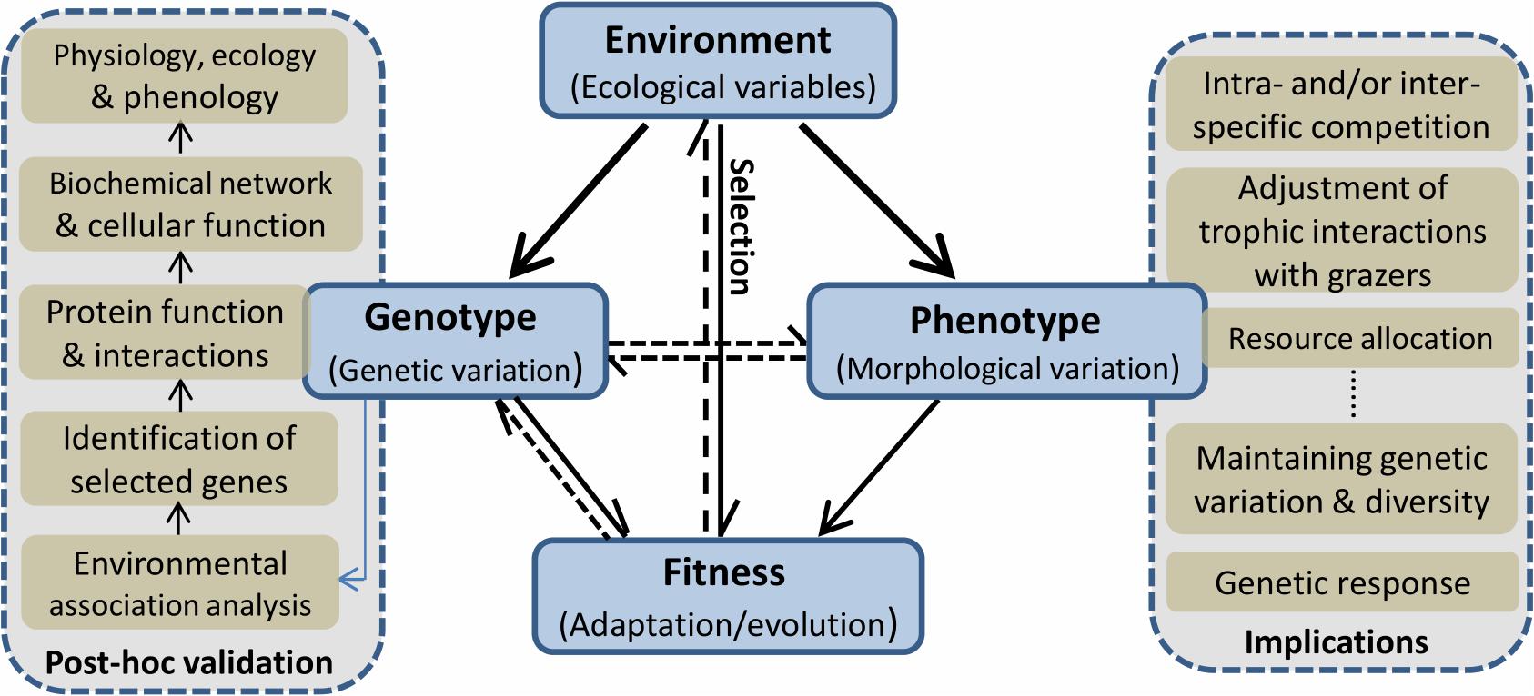 What are adaptation and evolution?