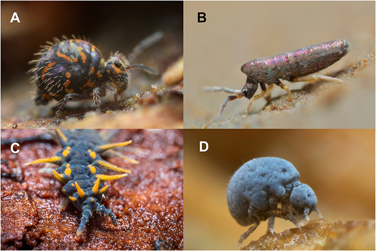 Springtails—Worldwide Jumpers · Frontiers for Young Minds