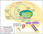 Frontiers | Transcutaneous Auricular Vagal Nerve Stimulation and ...