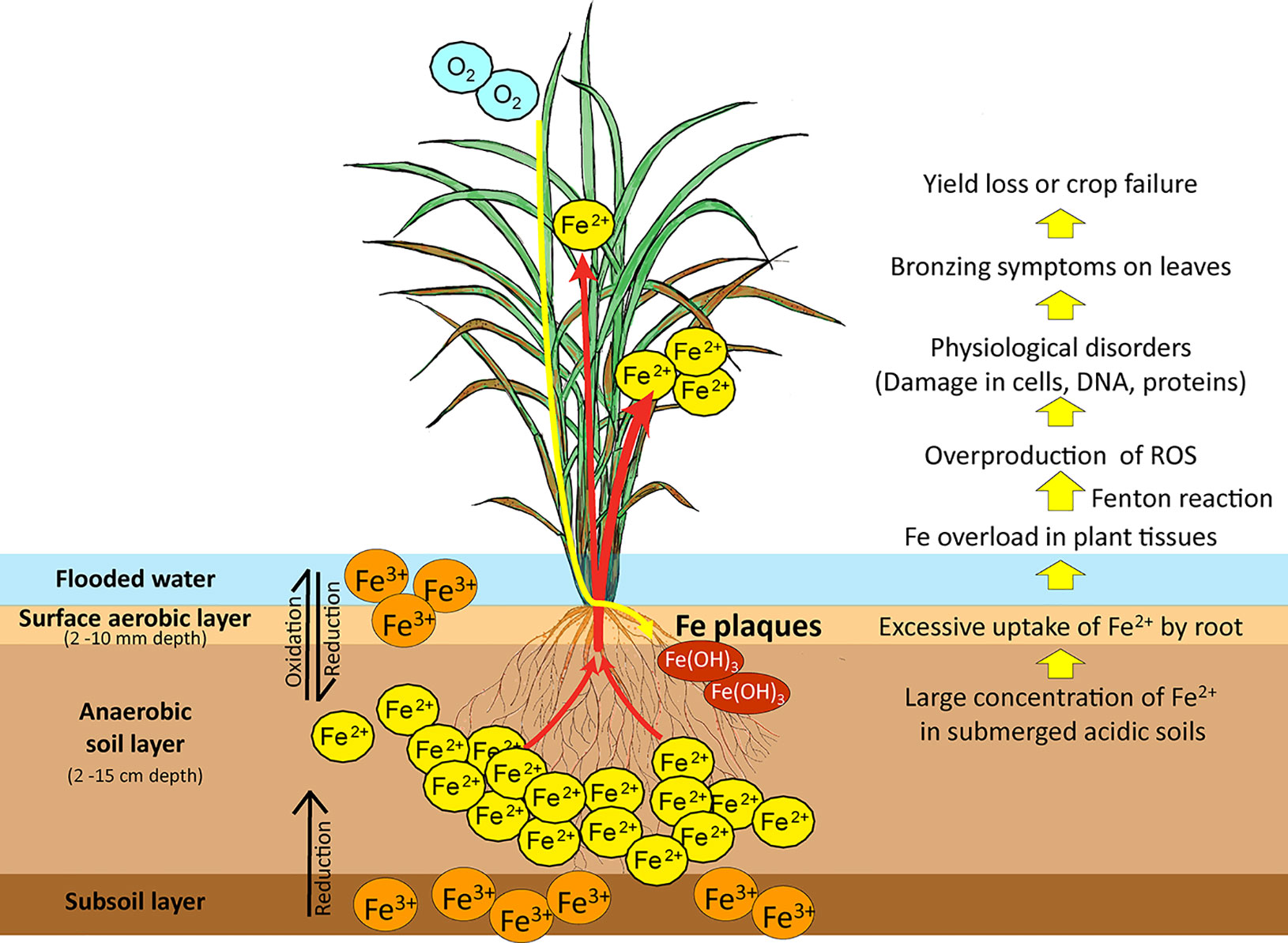 Frontiers | How Does Rice Defend Against Excess Iron?: Physiological ...