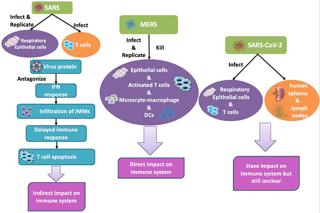 Frontiers Highlight Of Immune Pathogenic Response And Hematopathologic Effect In Sars Cov Mers Cov And Sars Cov 2 Infection Immunology