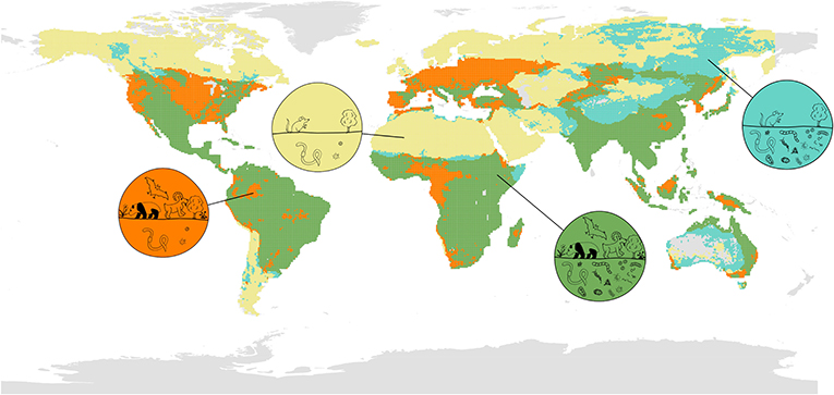 图1 -全局地图的分布和重叠地上(哺乳动物、鸟类、两栖动物和植物)和地下的(真菌、细菌、昆虫和蠕虫)生物多样性。