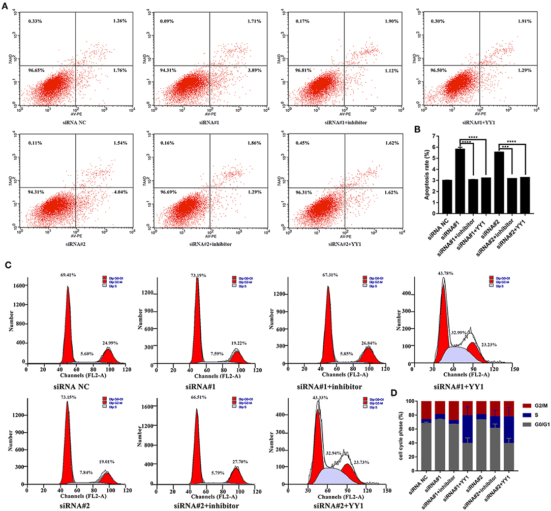Frontiers | LncRNA NEAT1 Targets Fibroblast-Like Synoviocytes in ...