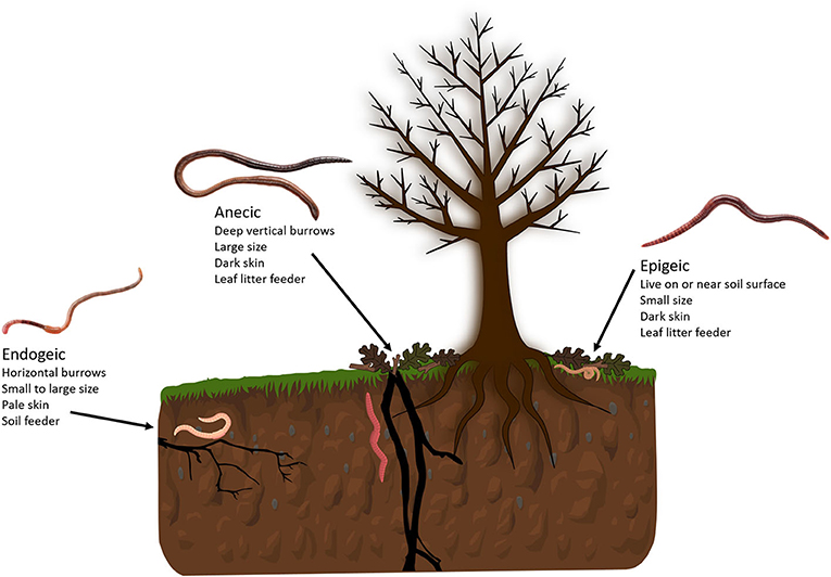 Earthworm niche groupings — Science Learning Hub