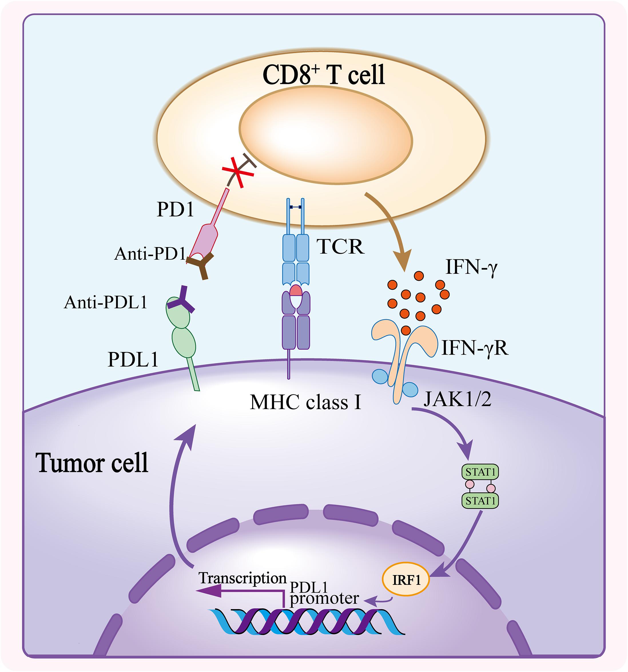 Frontiers Resistance Mechanisms of AntiPD1/PDL1 Therapy in Solid Tumors