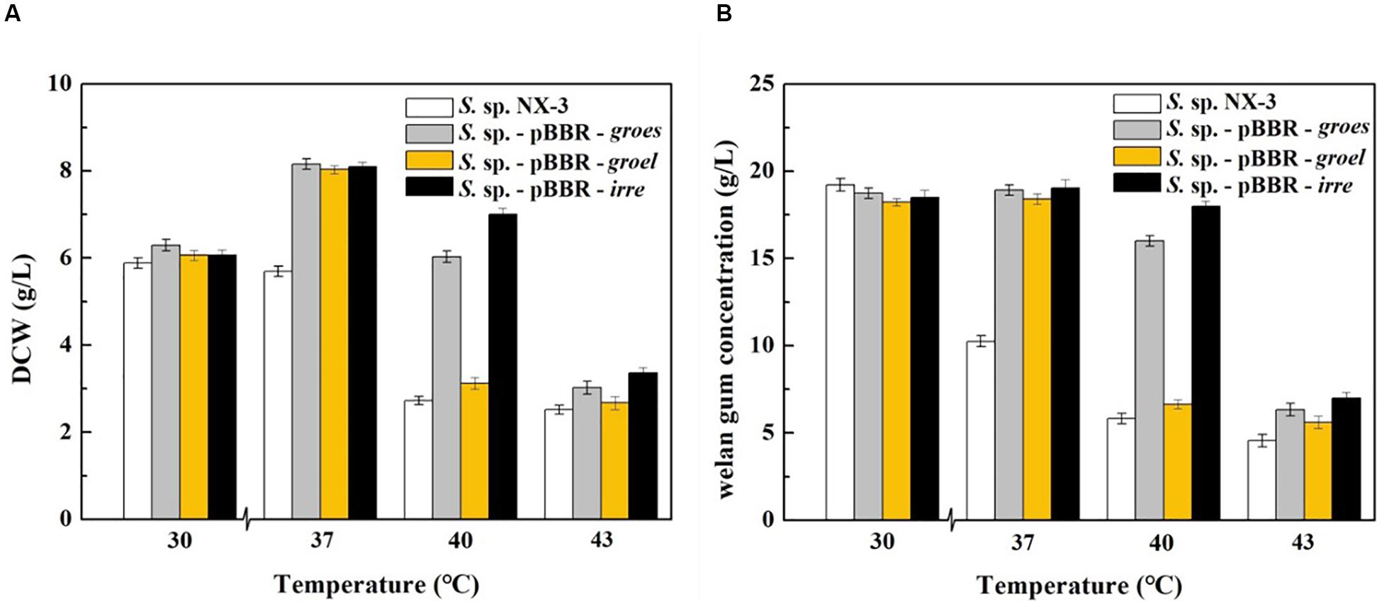 Frontiers Construction Of A Robust Sphingomonas Sp Strain For Welan Gum Production Via The Expression Of Global Transcriptional Regulator Irre Bioengineering And Biotechnology