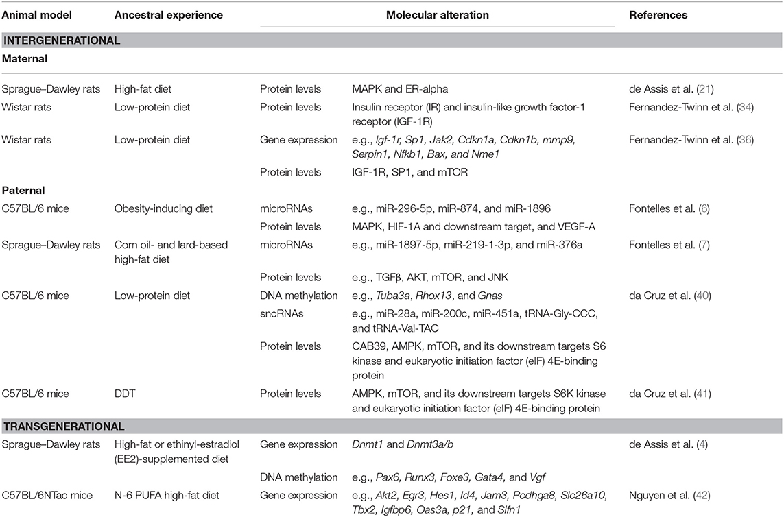 Frontiers  Diet and Transgenerational Epigenetic Inheritance of Breast  Cancer: The Role of the Paternal Germline