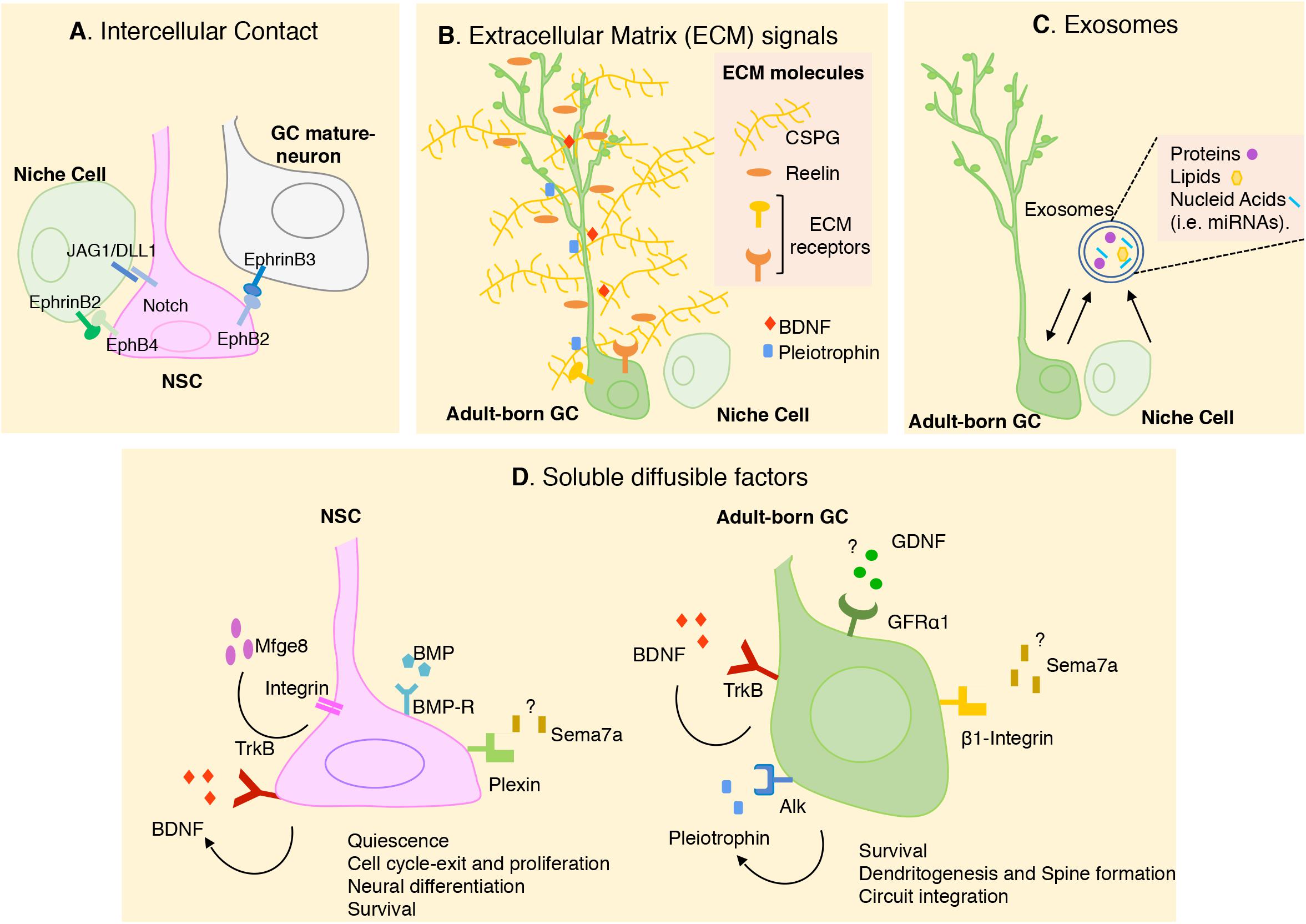 can neurogenesis occur in adult