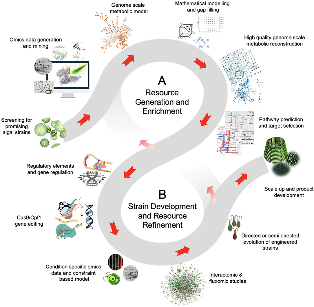 Frontiers Bioengineering Of Microalgae Recent Advances Perspectives And Regulatory Challenges For Industrial Application Bioengineering And Biotechnology