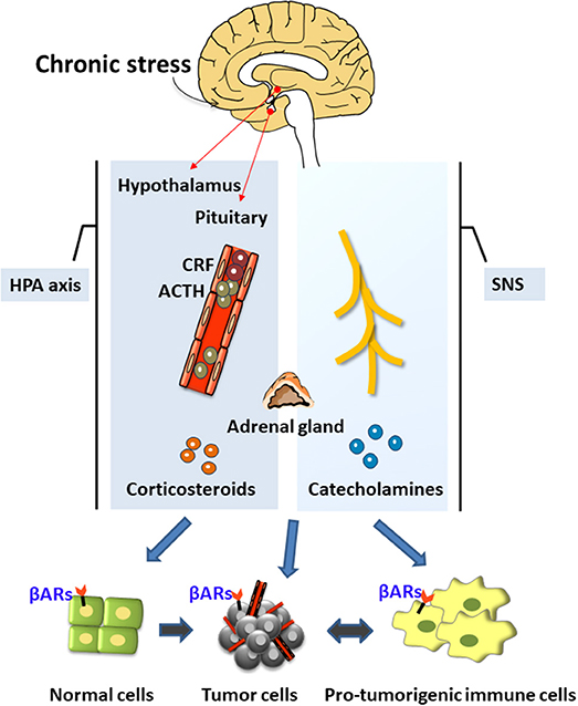 523px x 638px - Frontiers | Chronic Stress Promotes Cancer Development