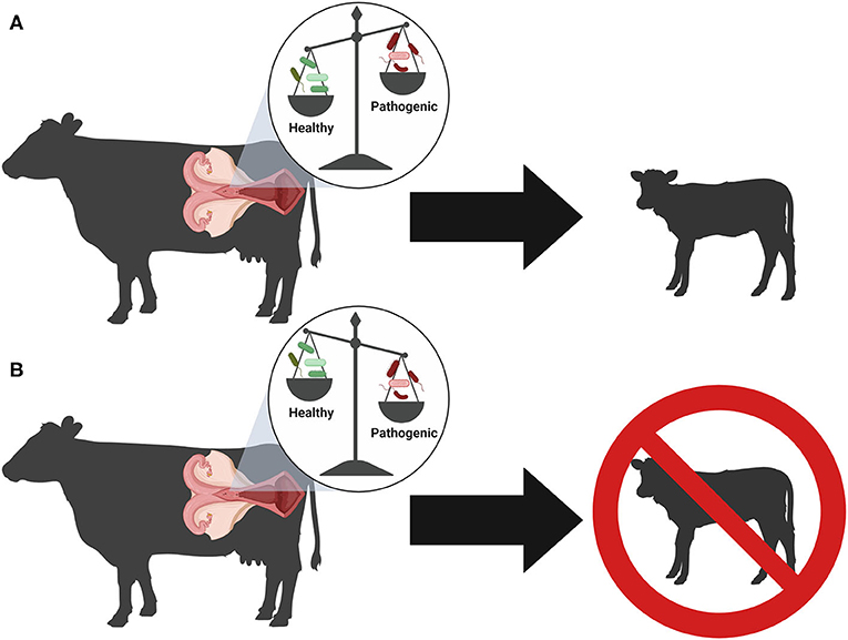 Bacteria in the Reproductive Tract: They Are Not All Bad! · Frontiers ...