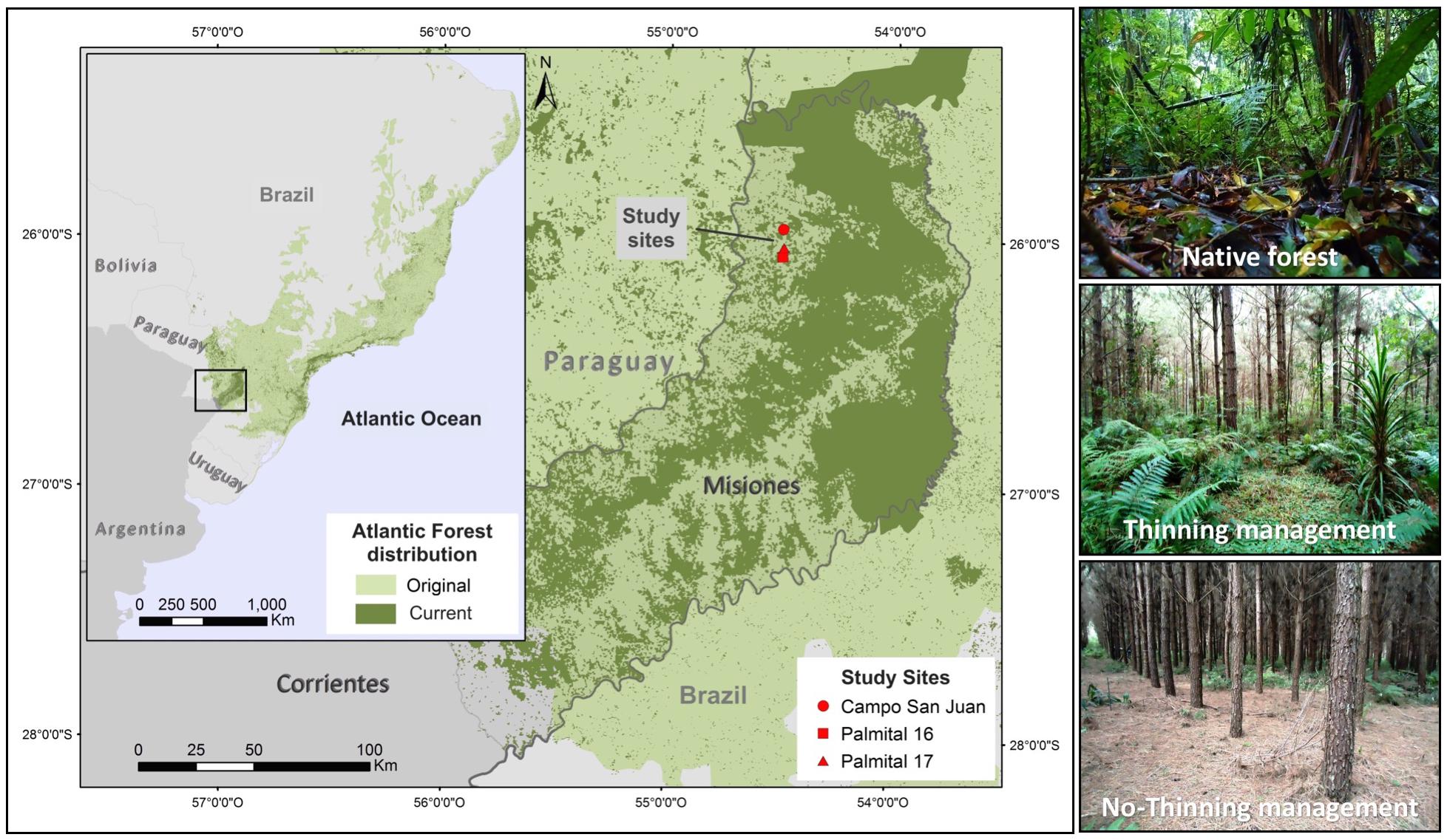 Frontiers  Thinning Partially Mitigates the Impact of Atlantic Forest  Replacement by Pine Monocultures on the Soil Microbiome