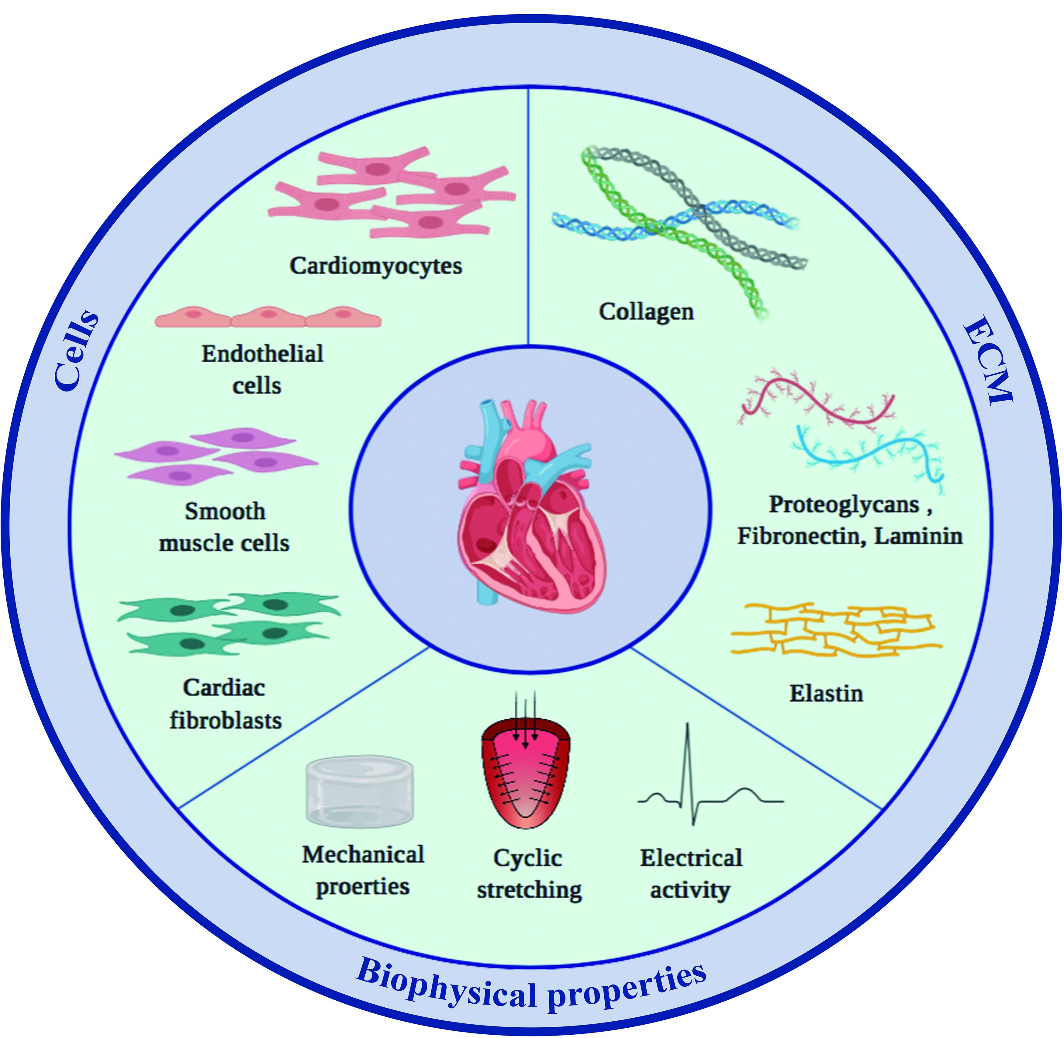 Frontiers Cells Materials And Fabrication Processes For Cardiac Tissue Engineering Bioengineering And Biotechnology