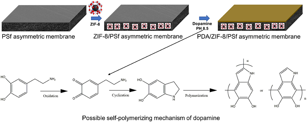 Frontiers  Improving the Selectivity of ZIF-8/Polysulfone-Mixed Matrix  Membranes by Polydopamine Modification for H2/CO2 Separation