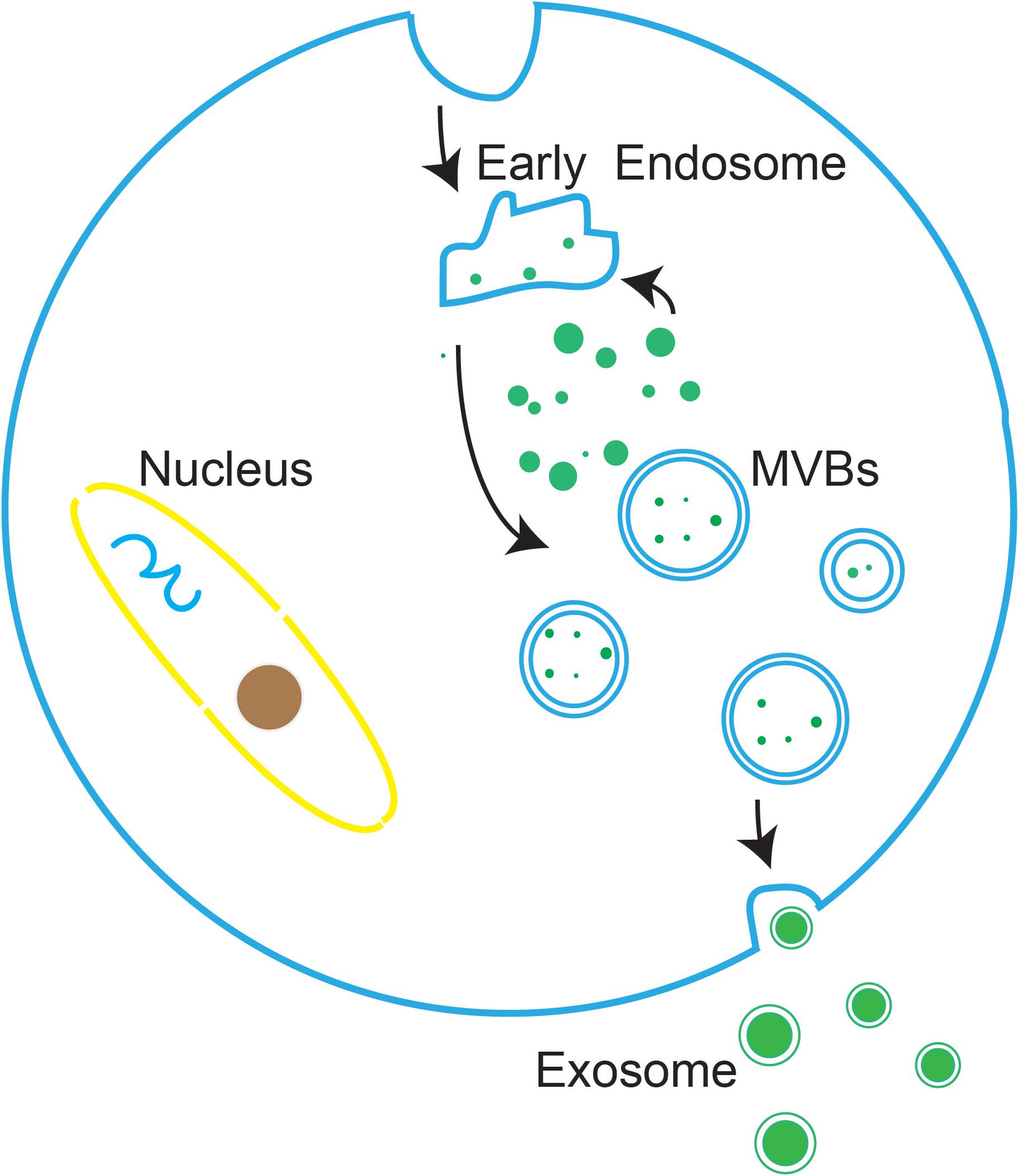 Frontiers  The Roles of Exosomes in Visual and Auditory Systems