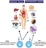 Frontiers | Minor Histocompatibility Antigen-Specific T Cells | Pediatrics