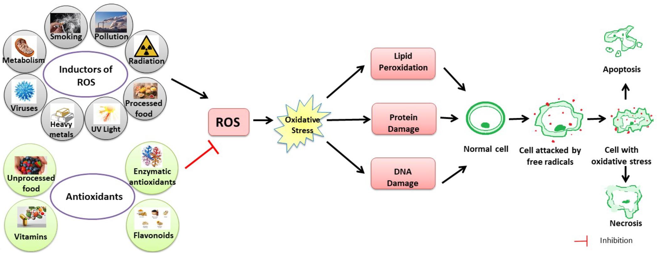 oxidative stress and immune system