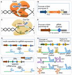 Frontiers | Development and Application of CRISPR/Cas in Microbial ...