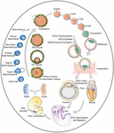 Frontiers | Generation of Artificial Gamete and Embryo From Stem Cells ...