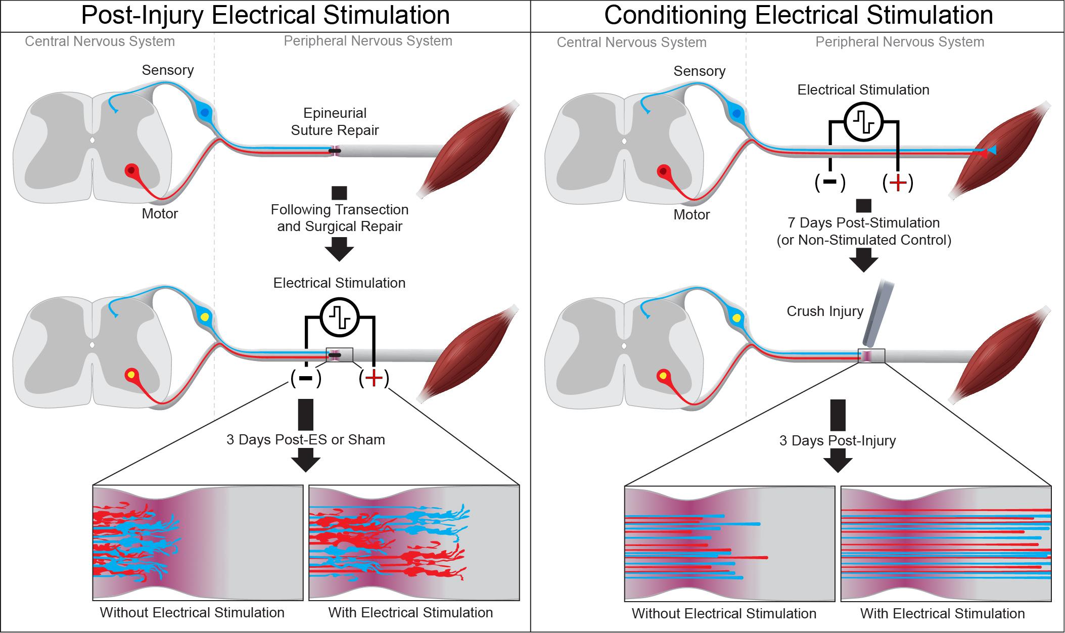 An implantable electrical stimulator used for peripheral nerve  rehabilitation in rats