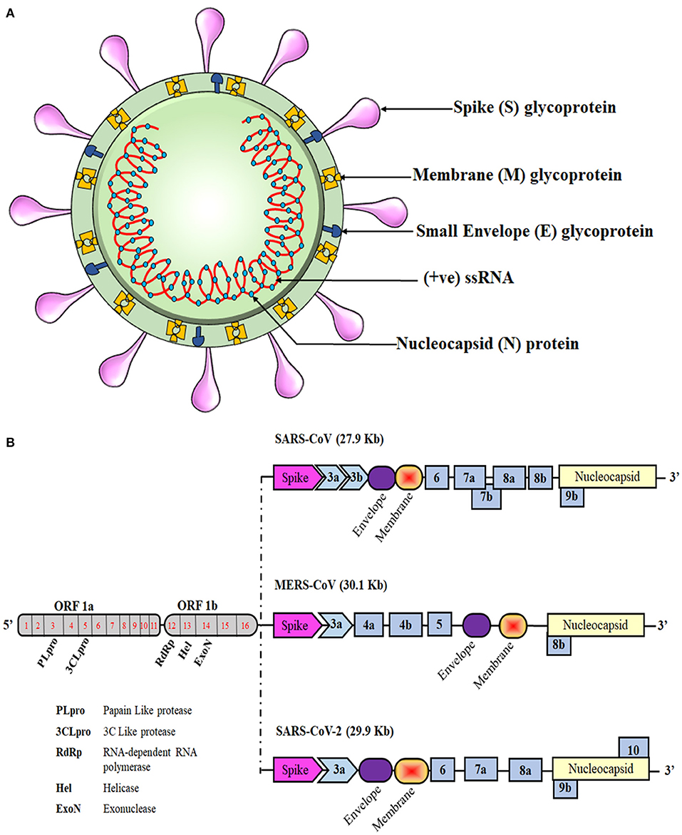 Frontiers Overview Of Immune Response During Sars Cov 2 Infection Lessons From The Past Immunology