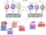 Frontiers | The Impact of Immune Cells on the Skeletal Muscle ...