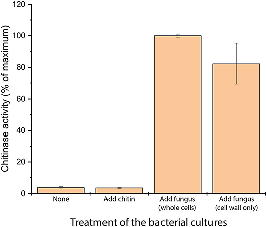 图2,我们纳豆枯草芽孢杆菌——的增长文化和治疗他们通过添加几丁质,全死真菌细胞,或者从死真菌细胞真菌细胞壁。