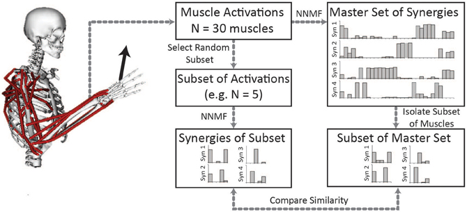 muscle synergy activation coefficients