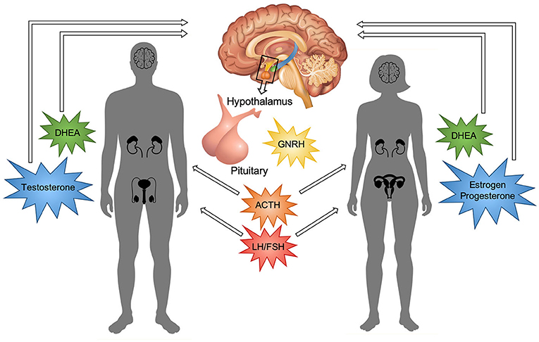 Puberty Your Brain On Hormones Frontiers For Young Minds