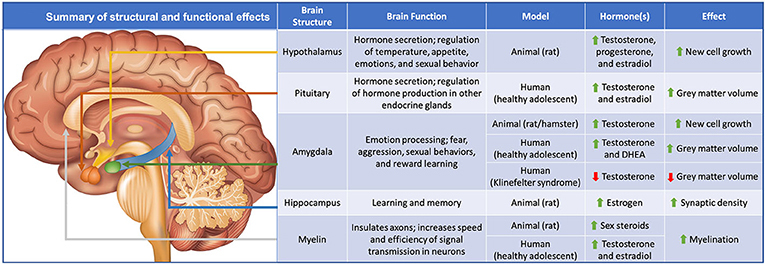 Puberty Your Brain On Hormones Frontiers For Young Minds