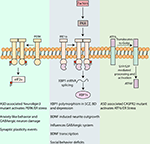 Frontiers | The Unfolded Protein Response and Autophagy as Drug Targets ...